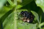 Cryptocheilus bicolor con preda Cryptocheilus bicolor con preda