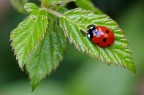 Coccinella semplice