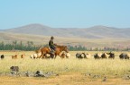 MONGOLIA - Mandriano nella steppa MONGOLIA - Mandriano nella steppa