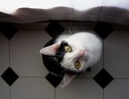 Home cat Home cat