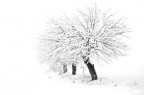 neve neve
