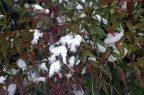 Foglie e neve Foglie e neve