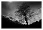 mounain tree