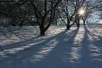 bosco con neve e raggio di luce bosco con neve e raggio di luce