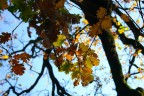 colori d'autunno colori d'autunno