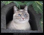 La gatta curiosa La gatta curiosa