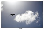 Volo solitario Volo solitario