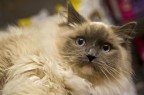 Miao Miao