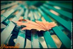 Novembre Novembre