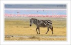 Zebra Zebra