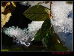 Ice butterfly 2009 Ice butterfly 2009