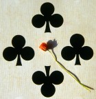Piccolo fiore