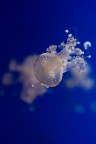 medusando ancora! medusando ancora!
