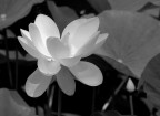 Fiore... Fiore...