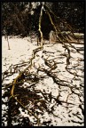 Albero HDR Albero HDR