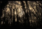 Forest Forest