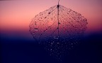 LA FOGLIA CHE VENNE DAL PASSATO LA FOGLIA CHE VENNE DAL PASSATO