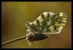 Anthocaris cardamines in controluce Anthocaris cardamines in controluce