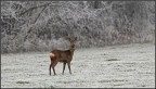 capriolo capriolo