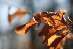 Autumn Autumn