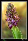 Prima Orchidea dell'anno....