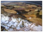 Foglie Riflesse Foglie Riflesse