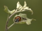 Coccinella Coccinella