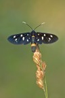 Amata phegea Amata phegea