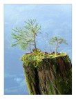 bonsai bonsai
