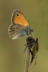 Satyrinae Satyrinae