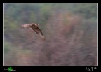 Poiana....panning Poiana....panning