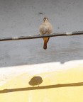 la mia ombra la mia ombra