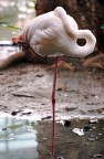 Phoenicopterus ruber Phoenicopterus ruber