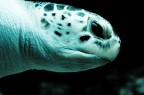 Turtle Turtle