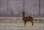 capriolo capriolo