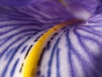 Violethill Violethill