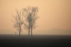 paesaggio padano con nebbia
