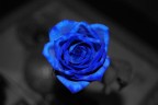 So Blue... So Blue...