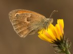 Maniola jurtina - Satiride Maniola jurtina - Satiride