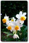 Narcisi Narcisi