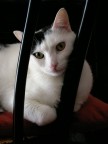 home cat#2 home cat#2