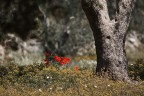 Papaveri Papaveri