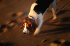 rufus panning rufus panning