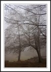 L'Albero Pio L'Albero Pio