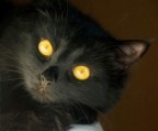 gattofortunato gattofortunato