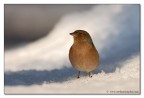 Fringuello Fringuello