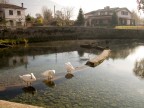 Cigni Cigni