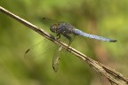Orthetrum coerulescens (f)