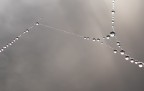 Perle d'acqua Perle d'acqua
