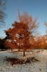 Albero baciato dal sole